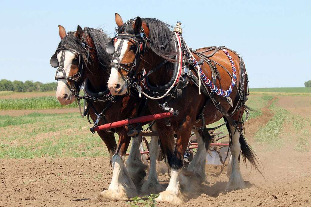different types of horses: Draft Horses