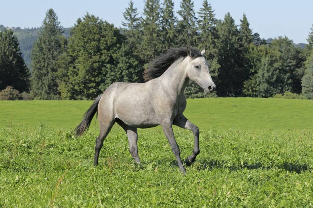 different types of horses: Pony Horses