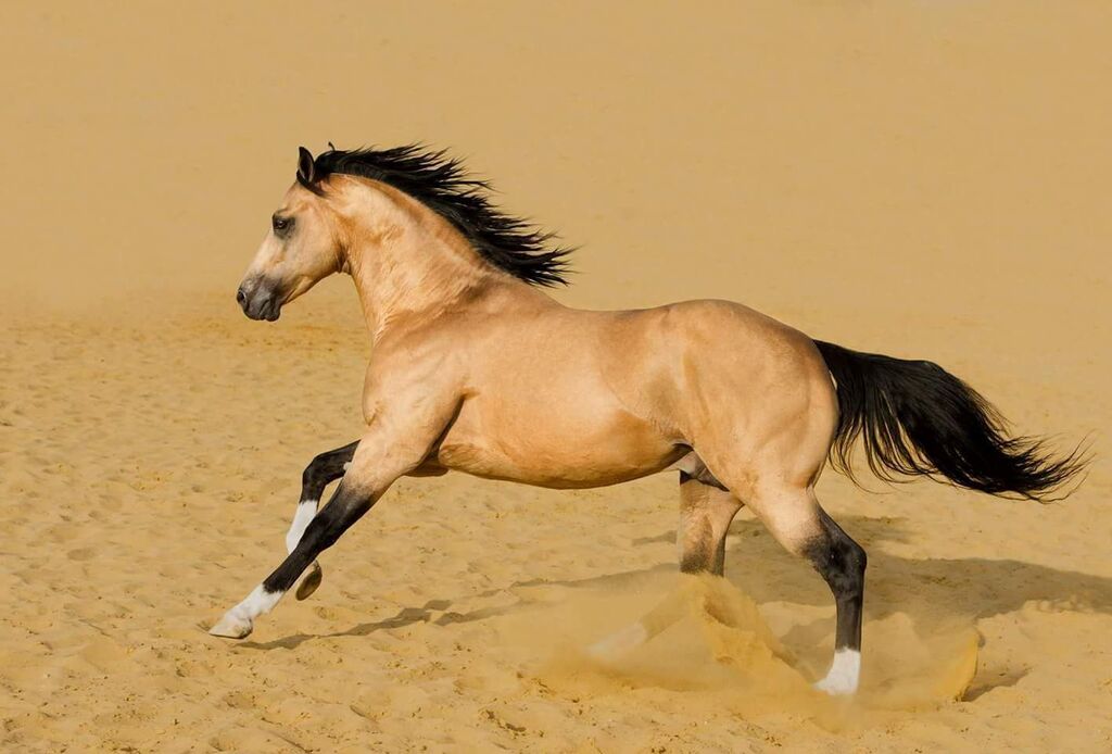 different types of horses: American Quarter Horse