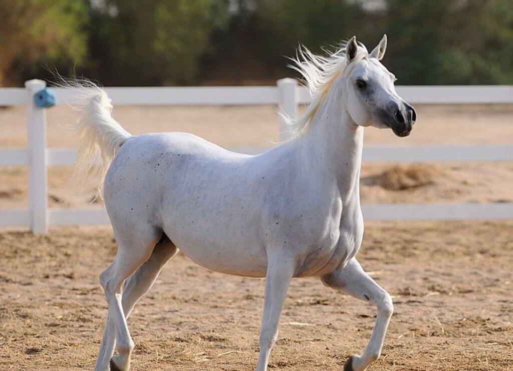 different types of horses: Arabian Horse