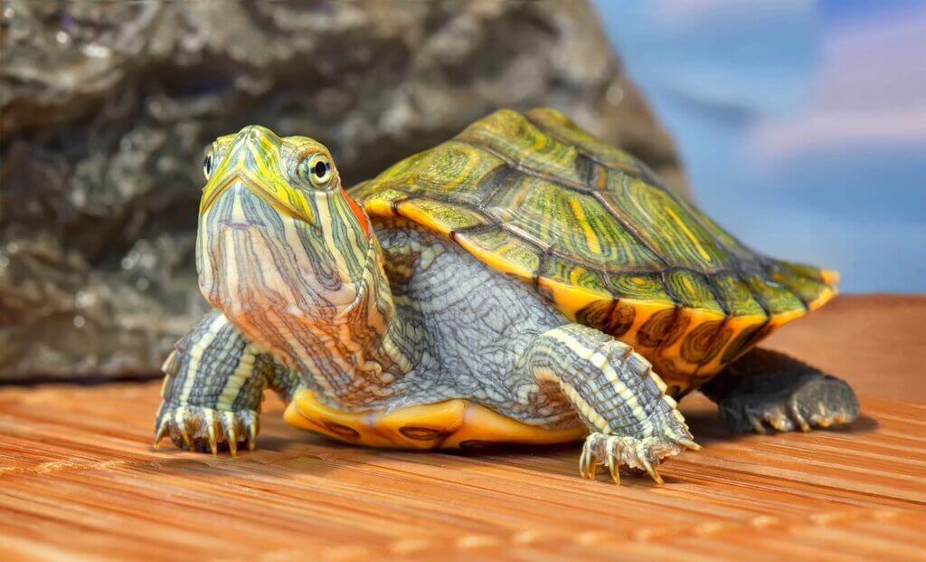 pet turtle