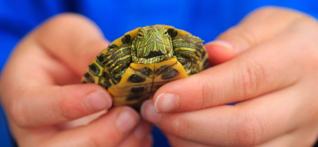 Small pet turtle