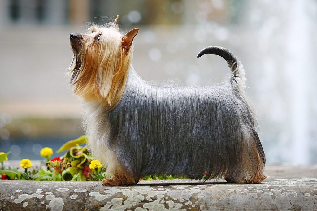 are australian silky terrier puppies lazy