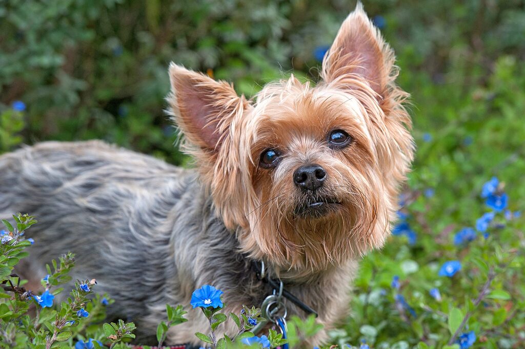 are australian silky terrier puppies lazy