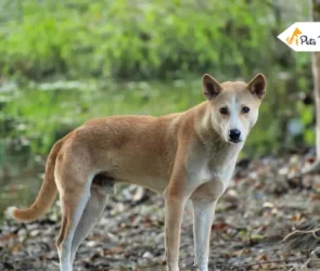 Indian Pariah Dogs