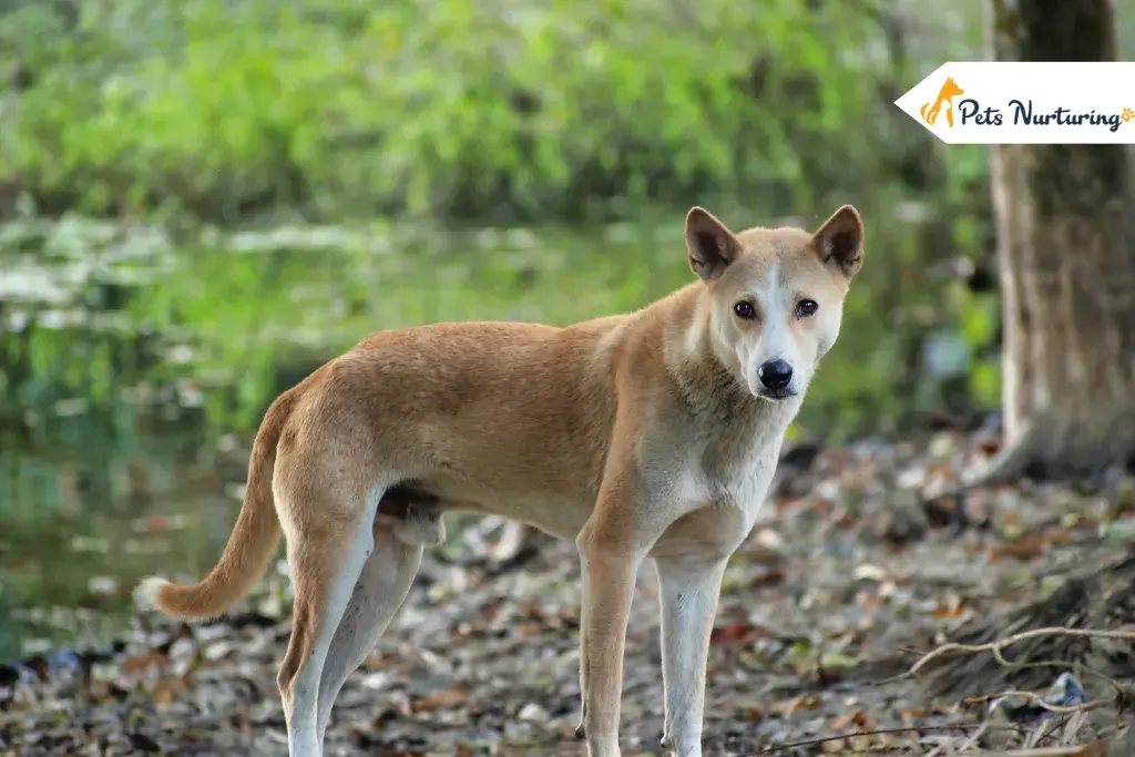 Indian Pariah Dogs