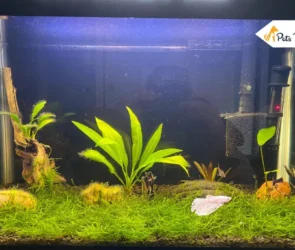 Java Mosses