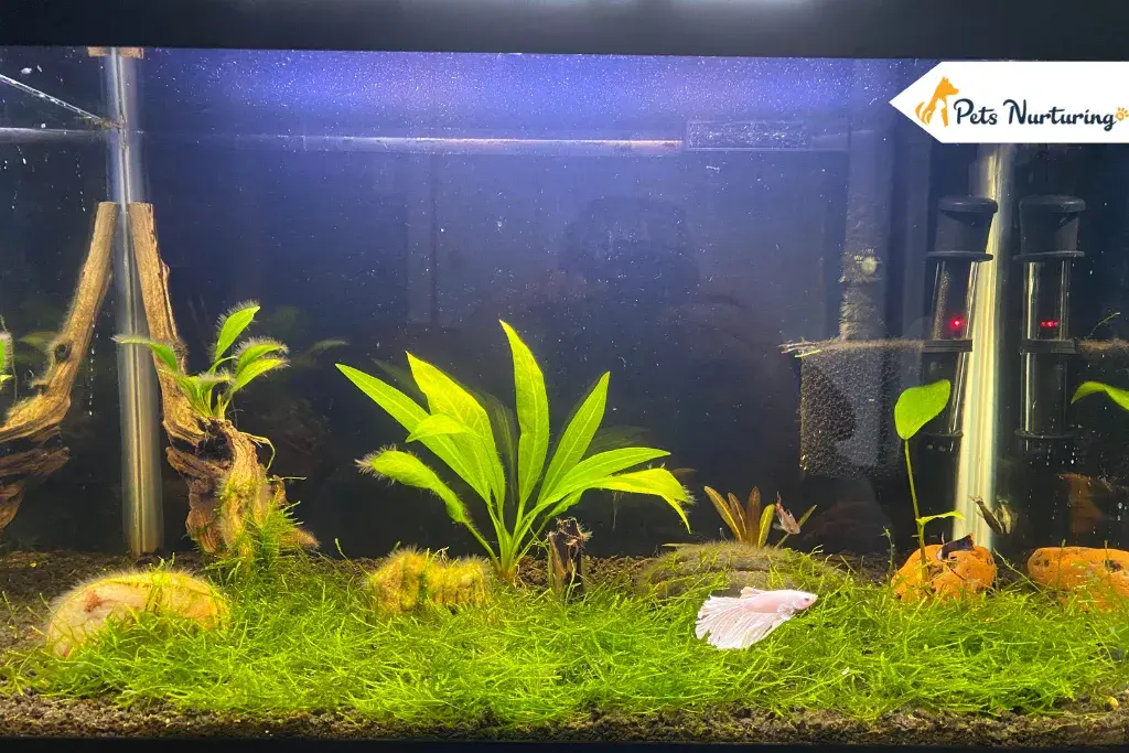 Java Mosses