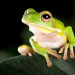Pet Frog Names