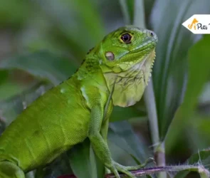 Pet Iguanas
