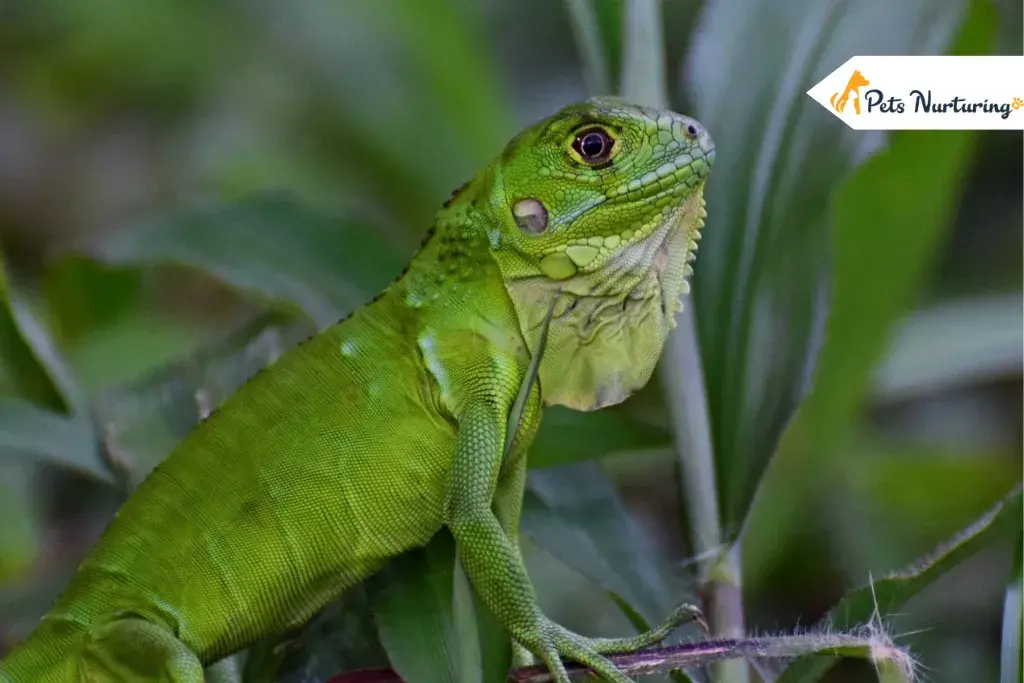 Pet Iguanas