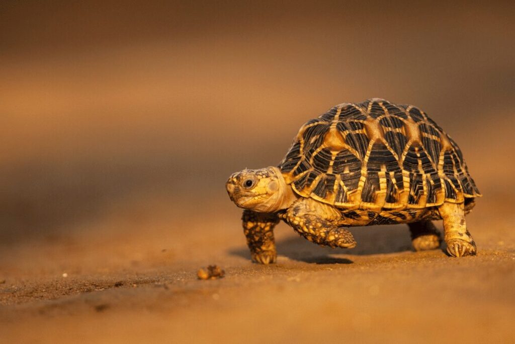 Pet Tortoise