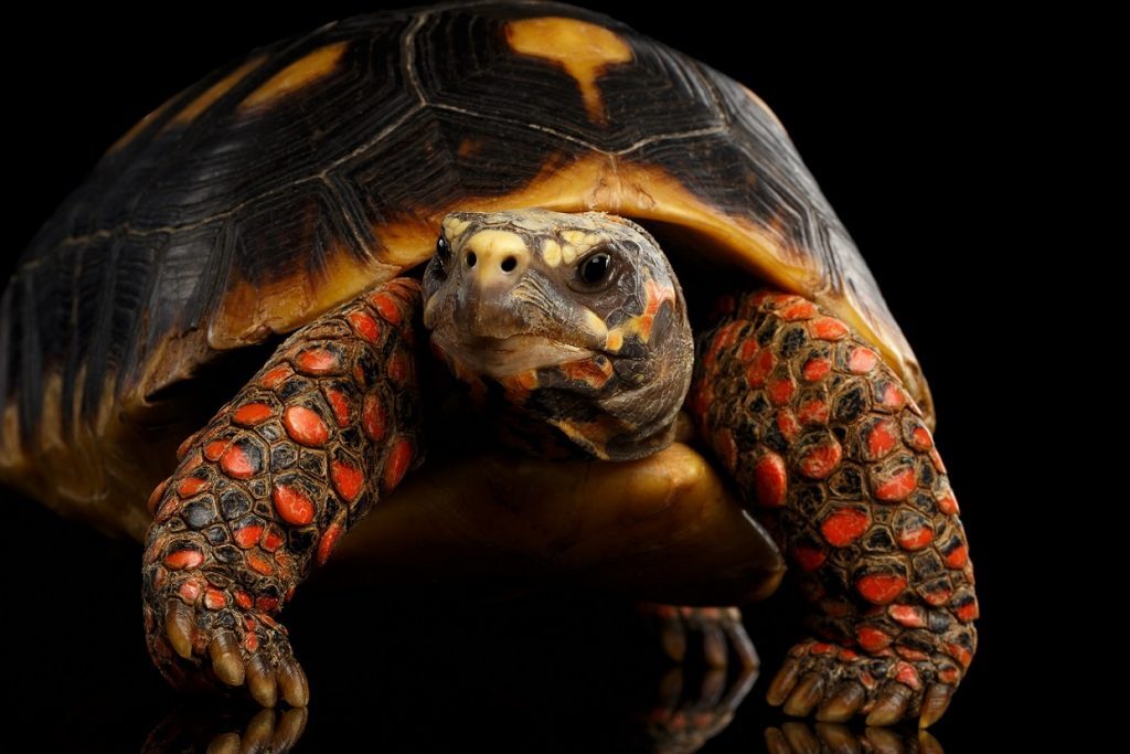 Pet Tortoise: Red-footed Tortoise