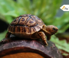 Pet Tortoises