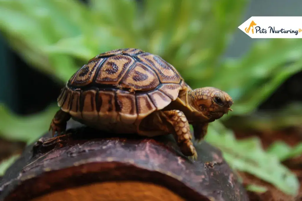 Pet Tortoises