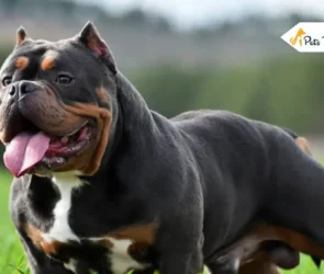 Pocket Pitbull Dogs