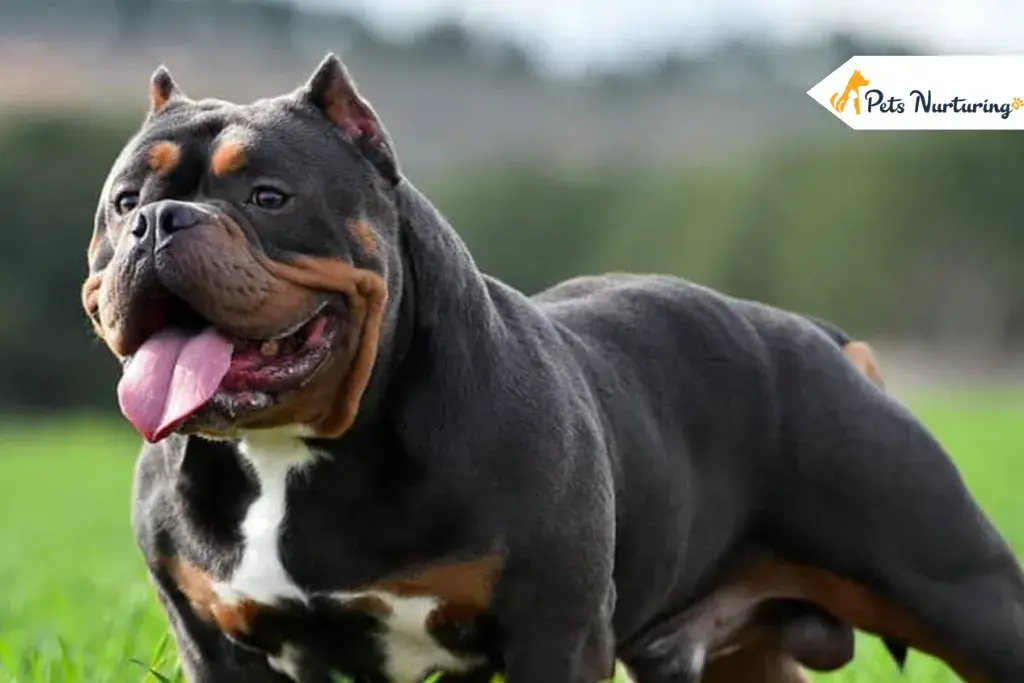 Pocket Pitbull Dogs