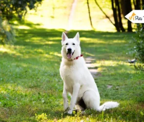 White German Shepherds