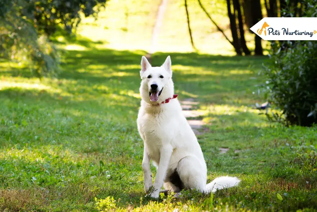 White German Shepherds