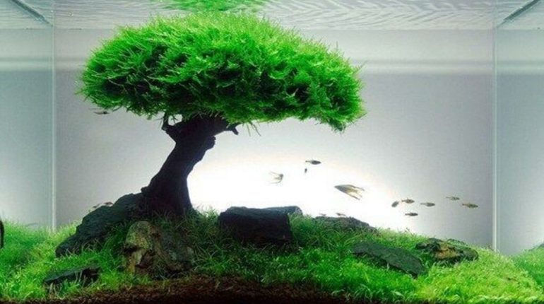 java moss