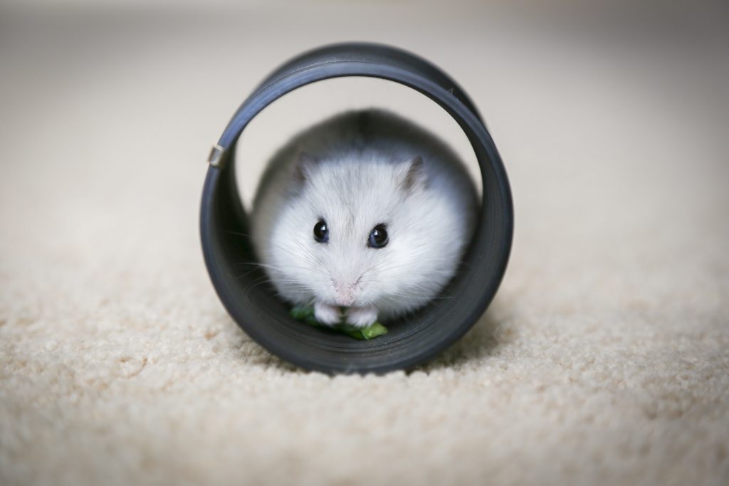 Best Names for Hamsters: A Complete List of Cute Names