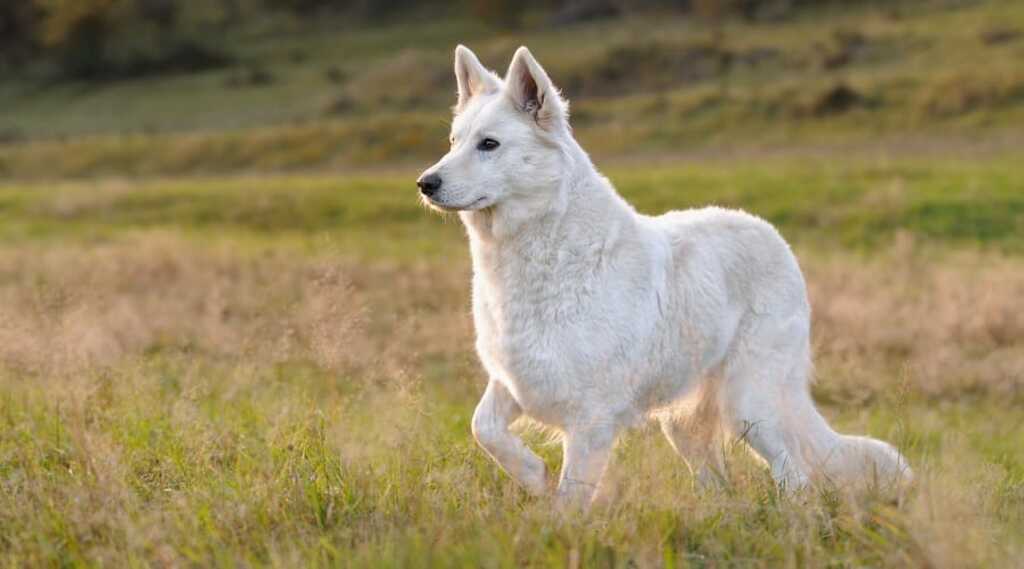 white german sheperd
