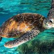 How Long Can Sea Turtles Hold Their Breath