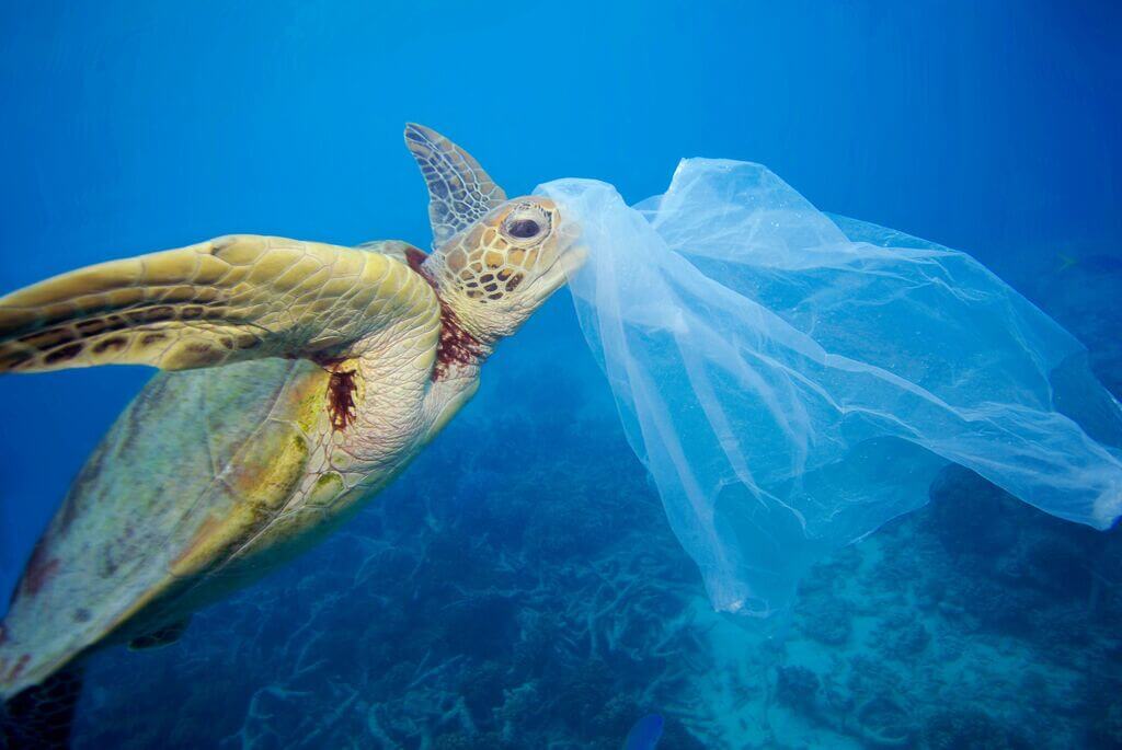 How Long Can Sea Turtles Hold Their Breath