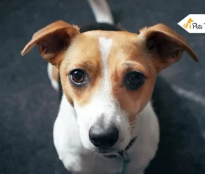Jack Russell Chihuahuas Mix