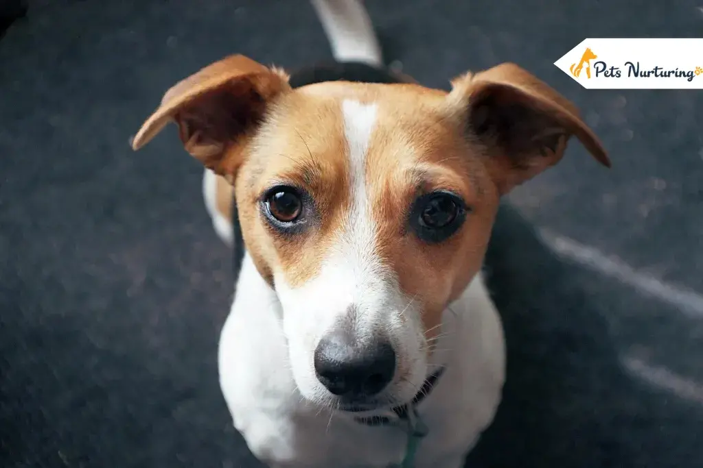 Jack Russell Chihuahuas Mix