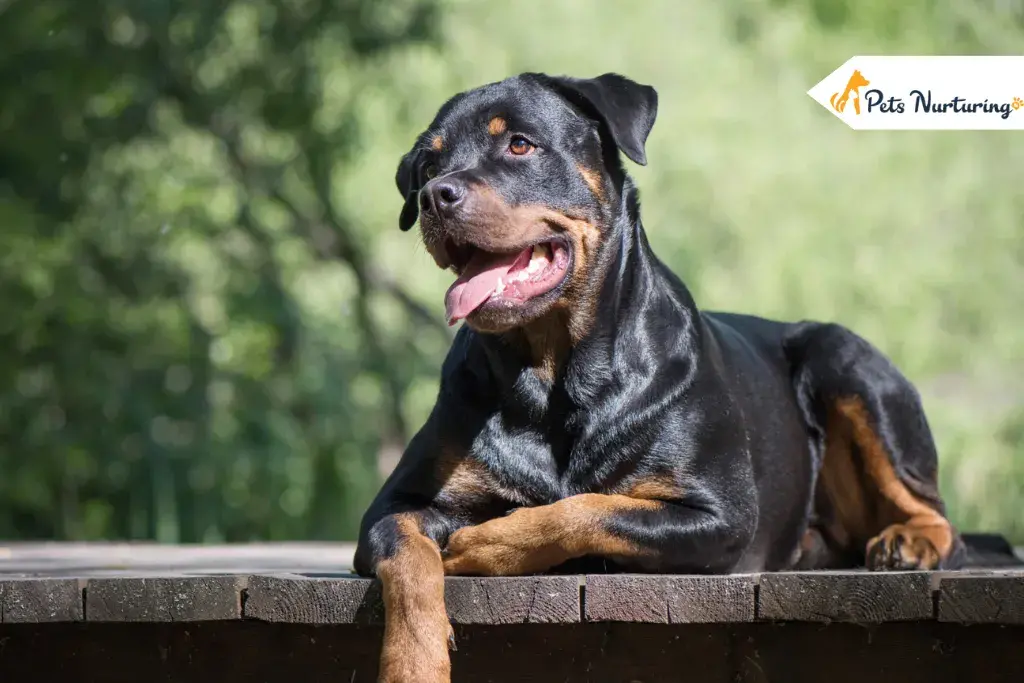 Rottweiler Pitbulls Mix