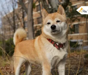 Shiba Inu Puppy