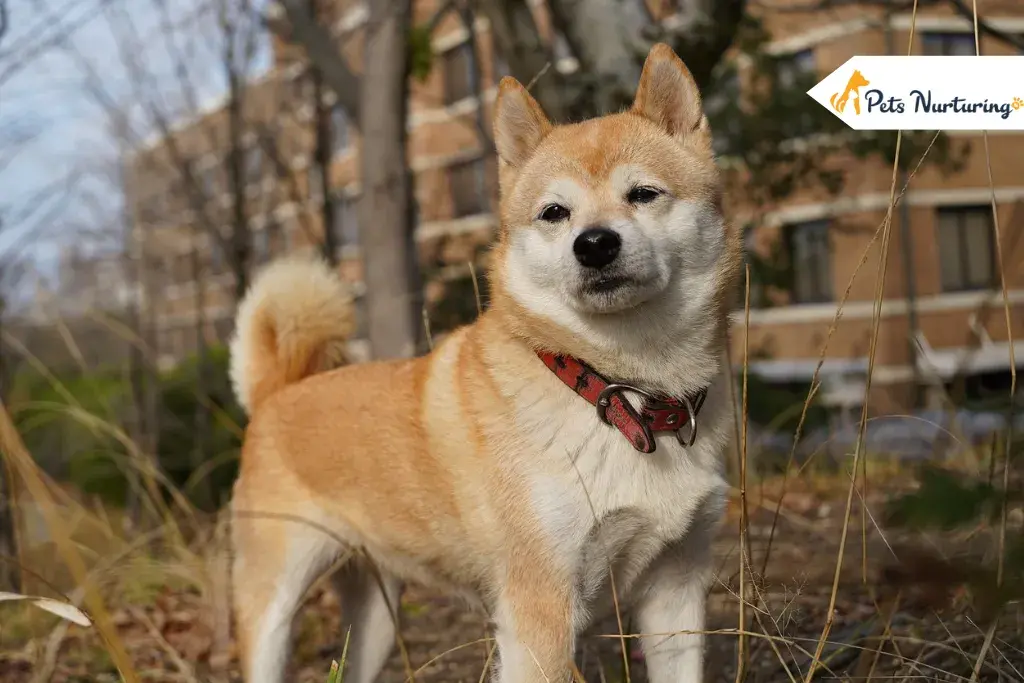 Shiba Inu Puppy