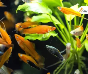 Small Aquarium Fishes