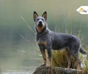 Texas Heelers
