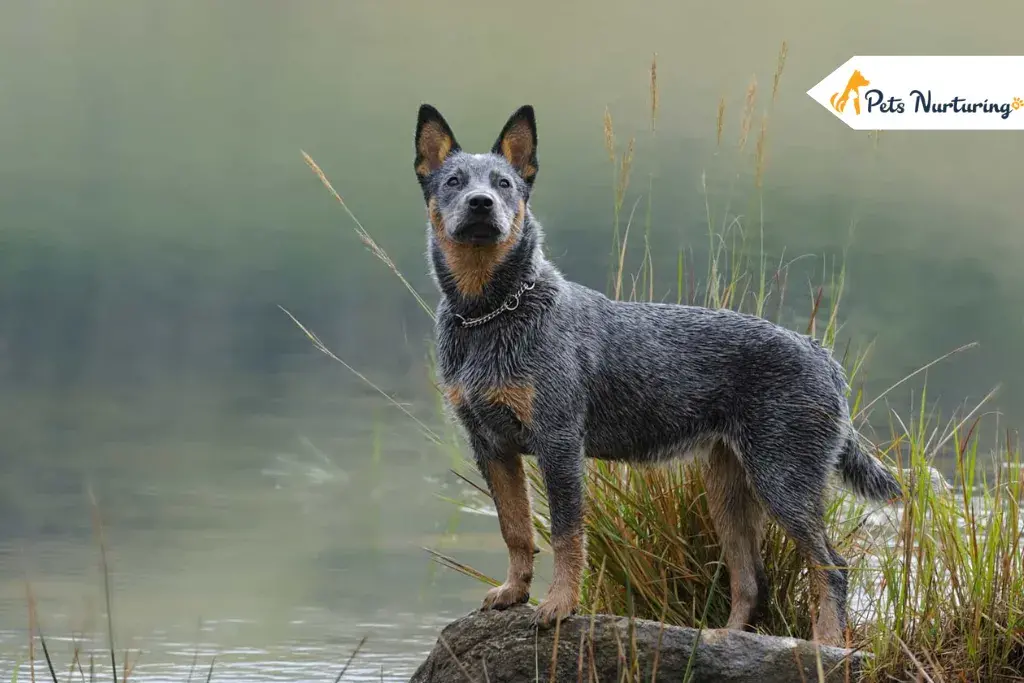 Texas Heelers