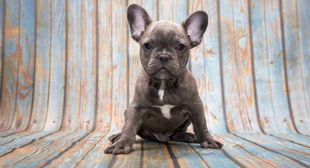 blue french bulldog