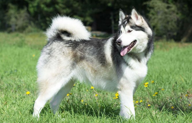 Giant Alaskan Malamute: Things to Know About the Breed