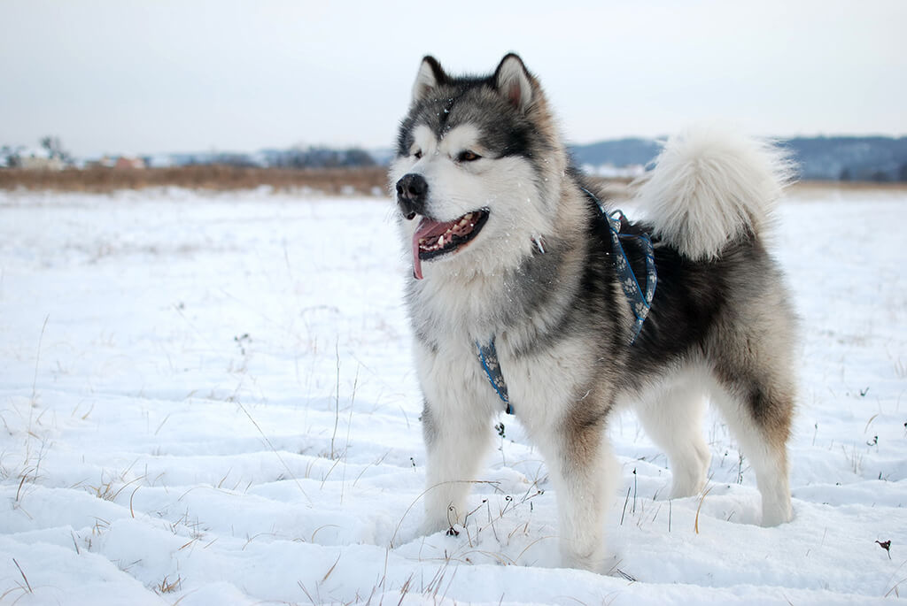 how much does a full grown alaskan malamute weight