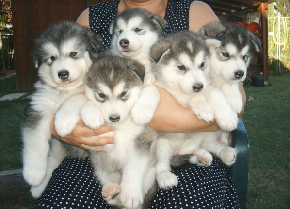 Giant Alaskan Malamute: Things to Know About the Breed