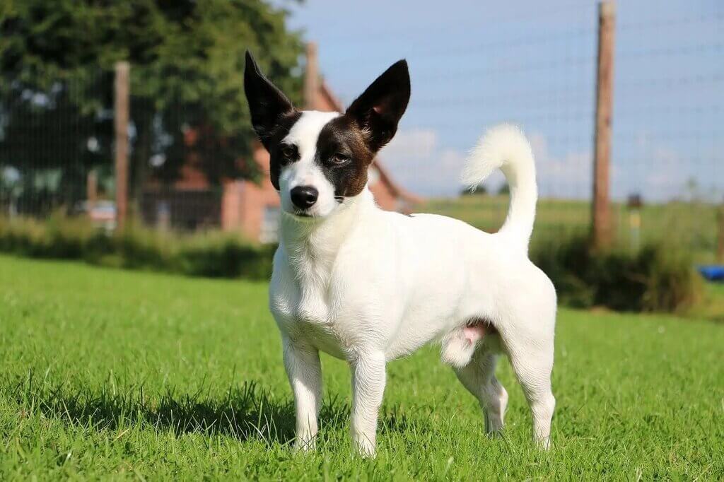 jack russell chihuahua mix