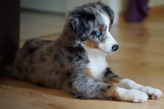 Mini Australian Shepherd Breed Information and Guide