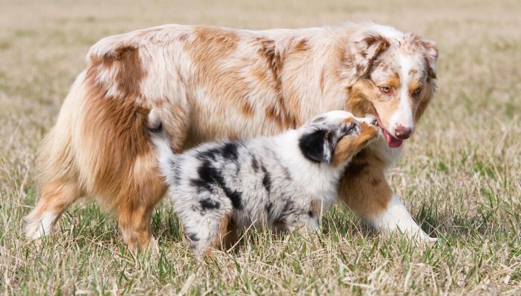 mini australian shepherd