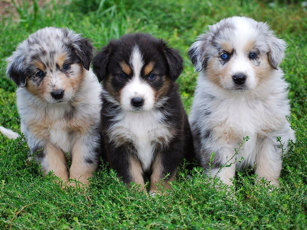 How Long Do Mini Australian Shepherd Dogs Live