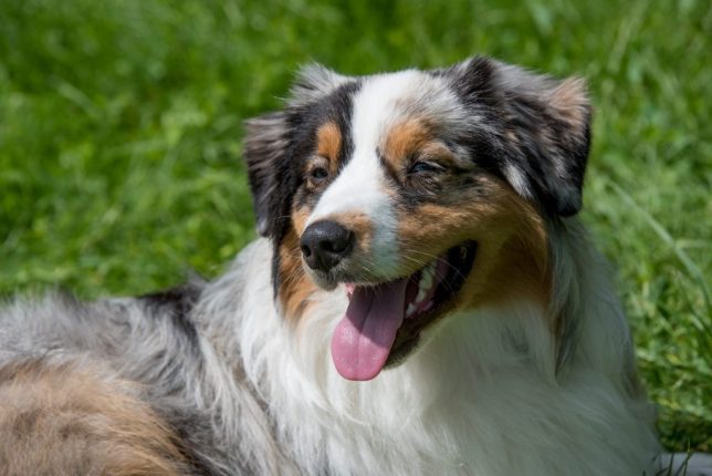 Mini Australian Shepherd: A Guide on Miniature Australian Shepherd