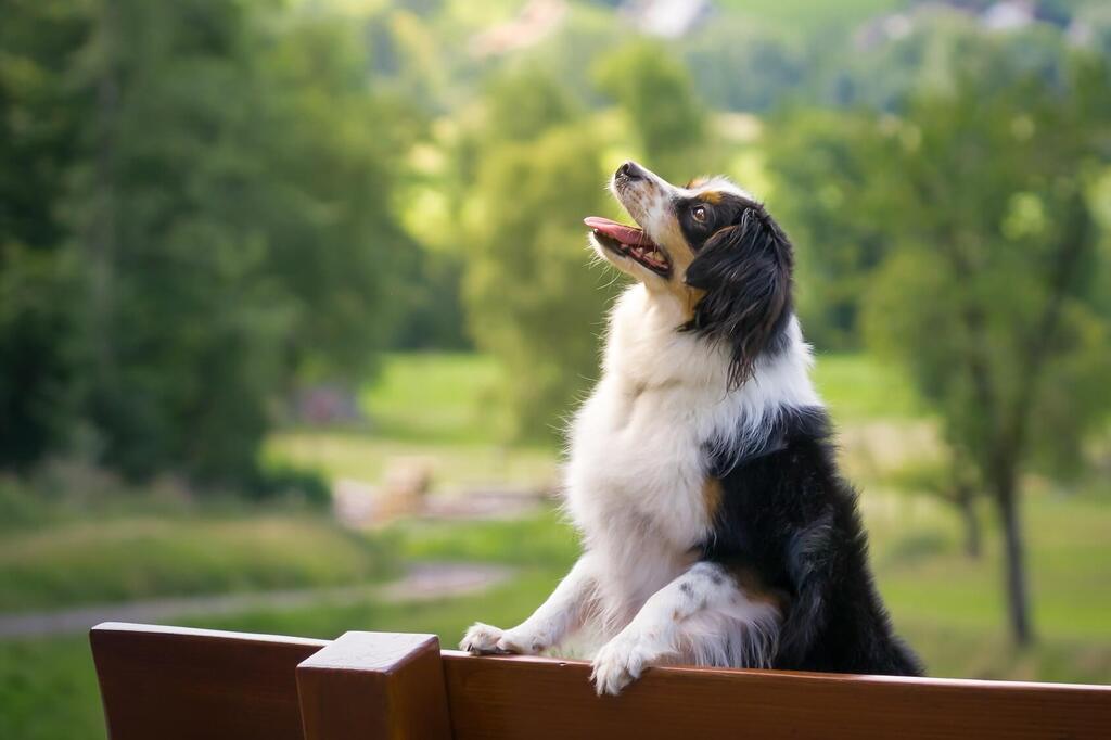 mini australian shepherd