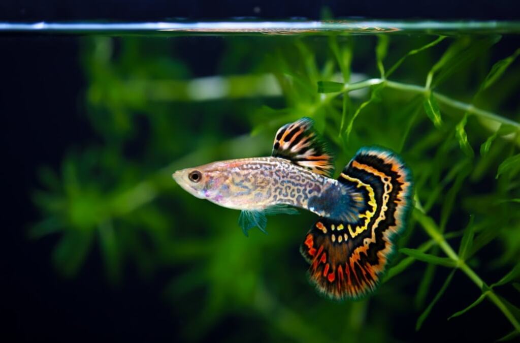 small aquarium fish
