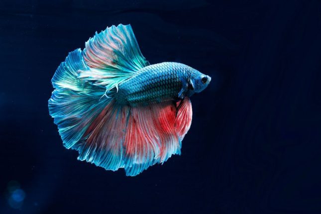 small aquarium fish