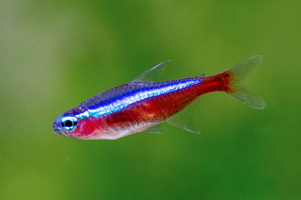 small aquarium fish