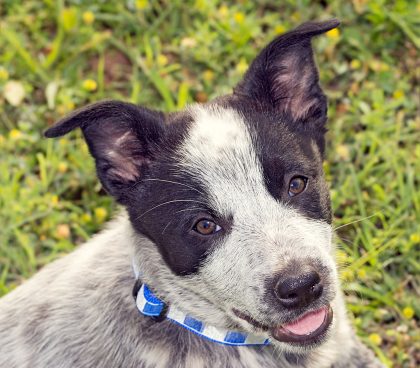 Texas Heeler Mixed Dog Breed Overview and Facts